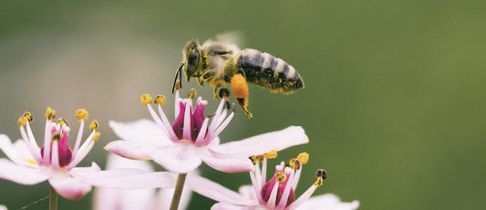 abeille