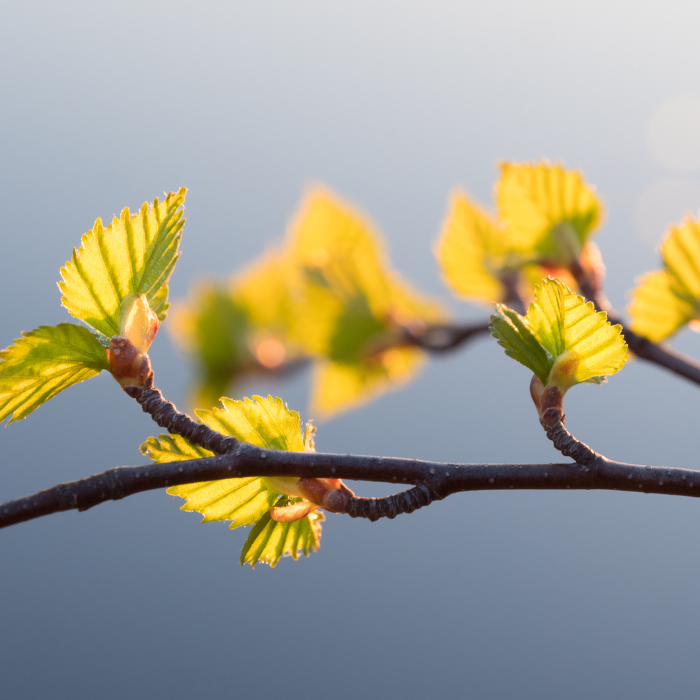 Bouleau feuille (Betula spp.)