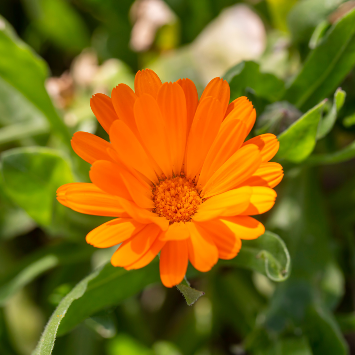 Calendula Officinalis L