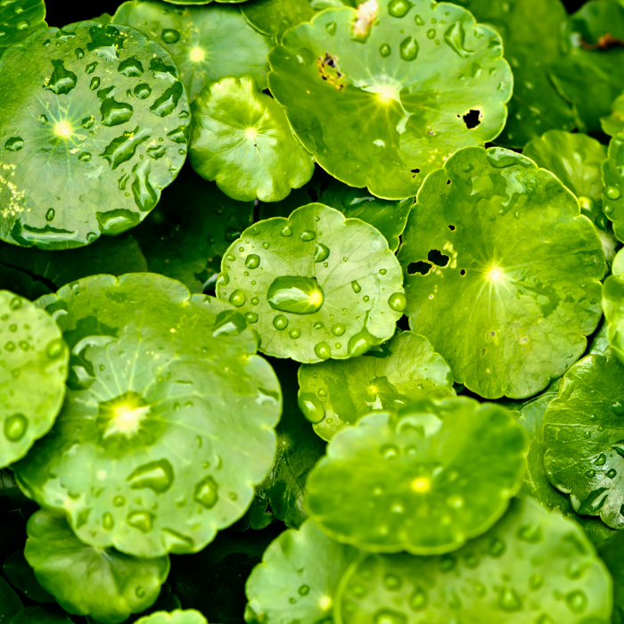 Centella Asiatica