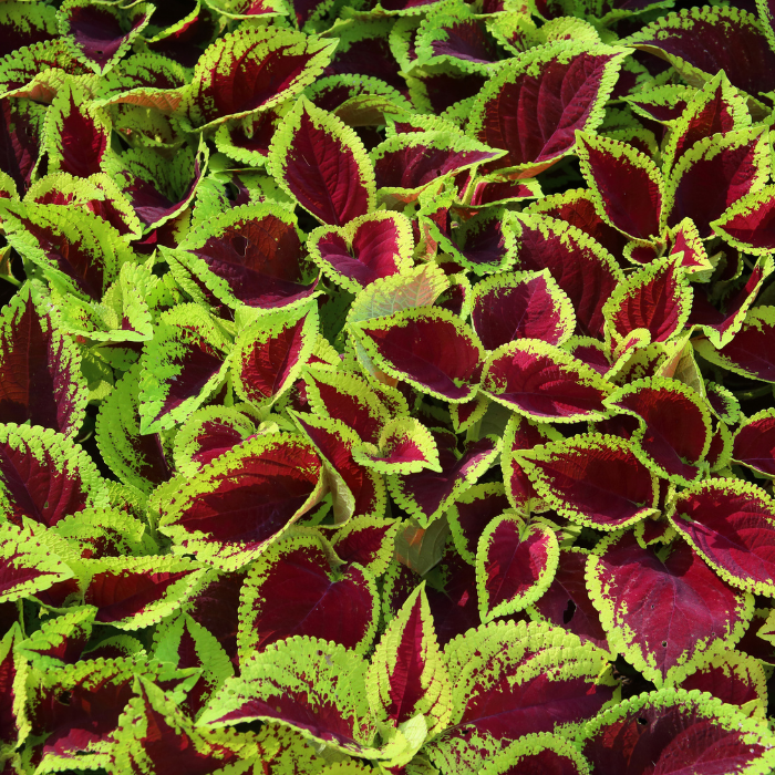 Coleus forskohlii