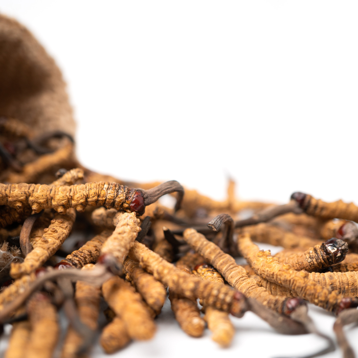 Cordyceps – Ophiocordyceps sinensis