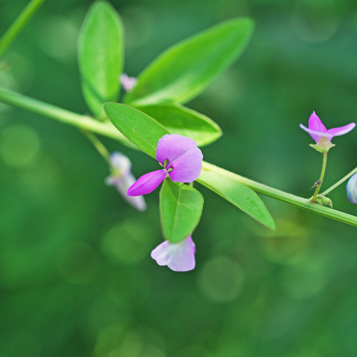 Desmodium