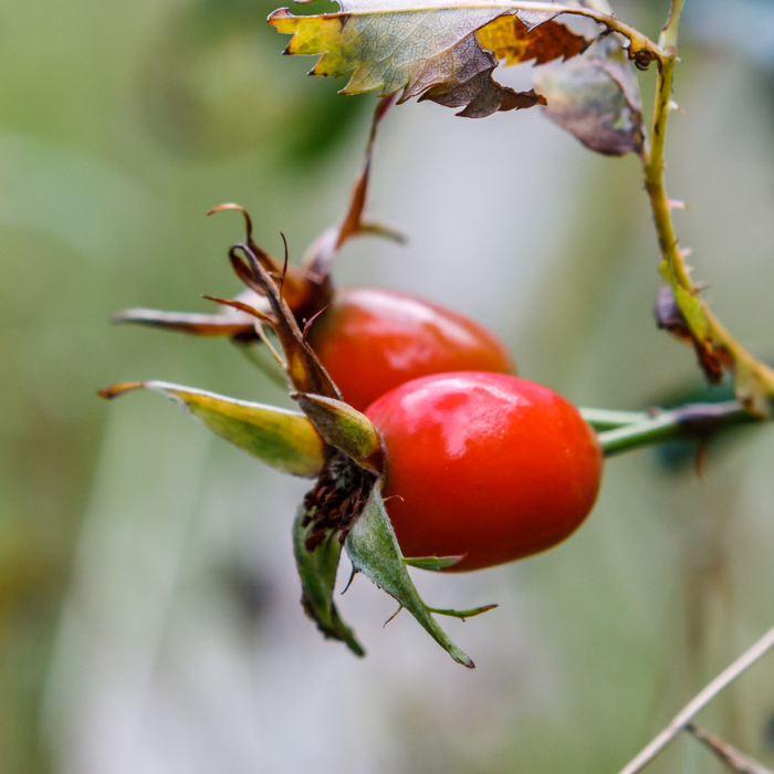 Églantier jeune pousse (Rosa canina)