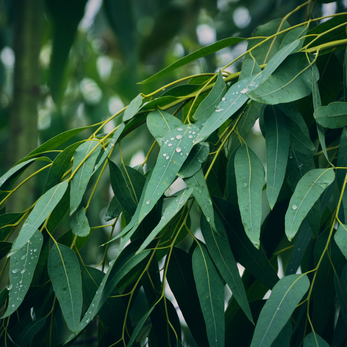 Eucalyptus Globulus