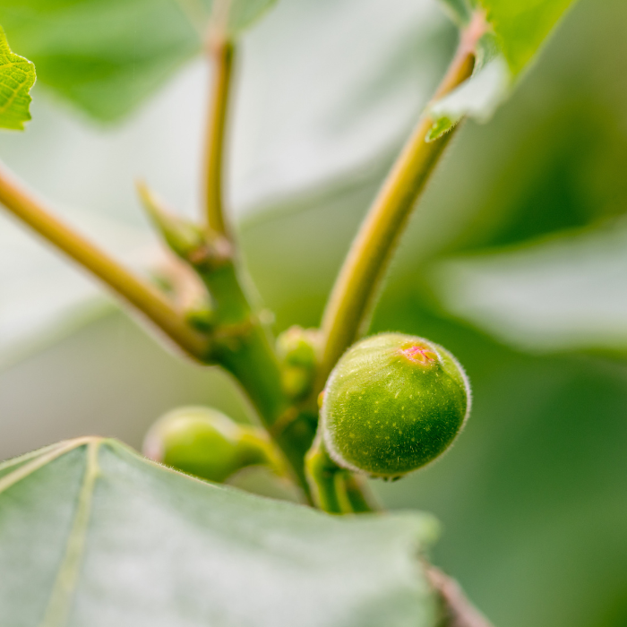 Figuier bourgeon de feuille (Ficus carica)