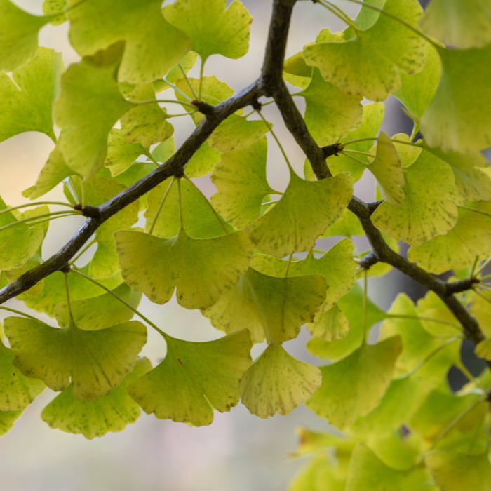 Ginkgo biloba