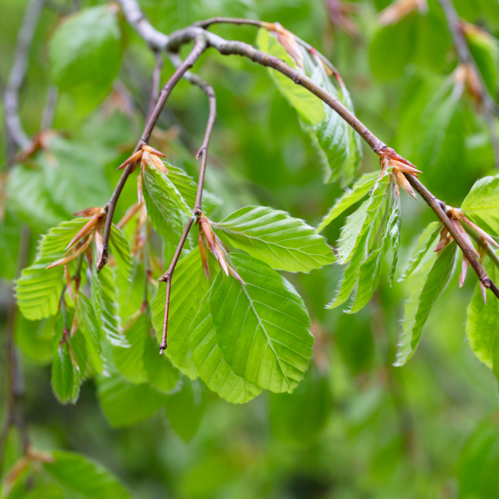 Hêtre bourgeon (Fagus sylvatica)