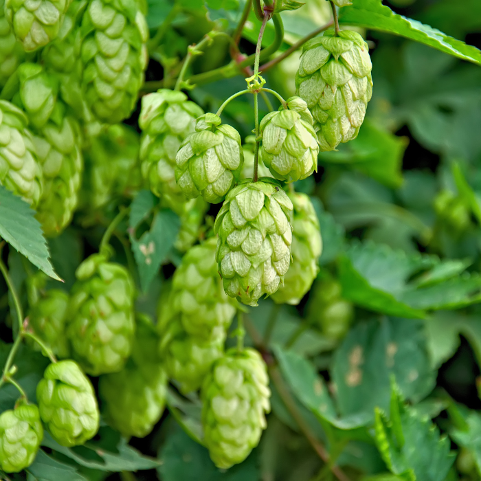 Houblon