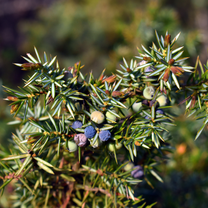 Juniperus Communis ssp (Genévrier)