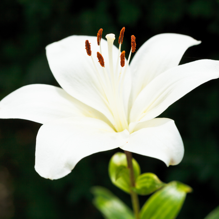 Lilium Candidum (Lys Blanc)