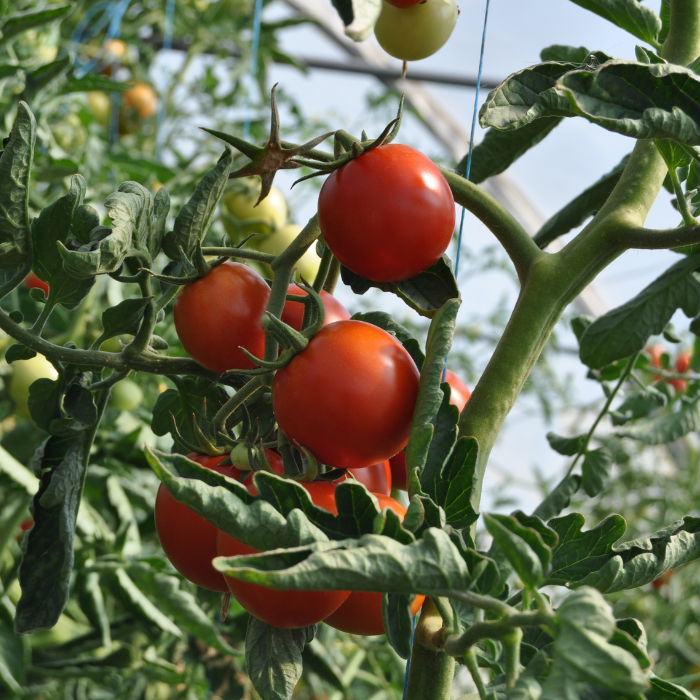 Lycopène de tomate