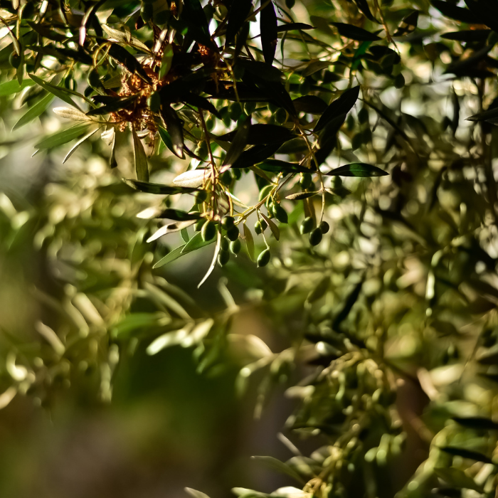 Olivier feuille (Olea europaea)