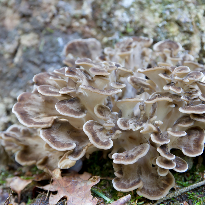 Polypore en Ombelle – Grifola umbellata