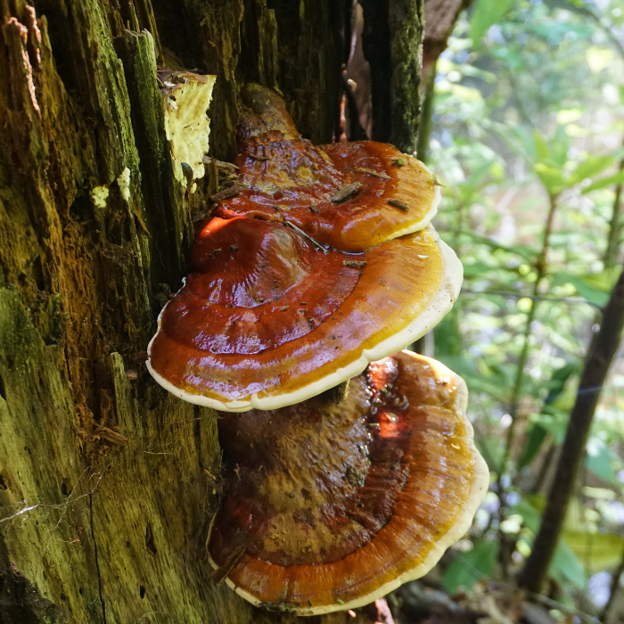 Reishi – Ganoderma lucidum