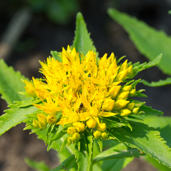 Rhodiola Rosea