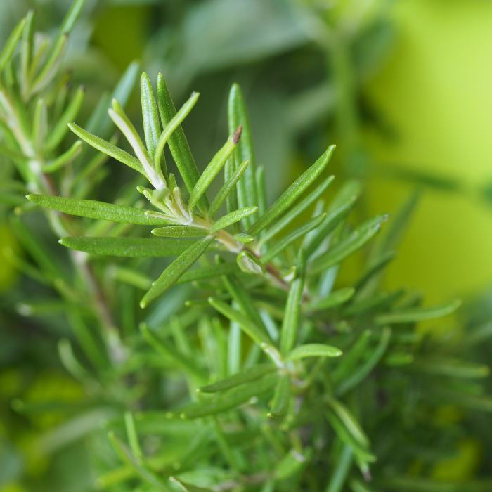 Rosmarinus Officinalis (Romarin)