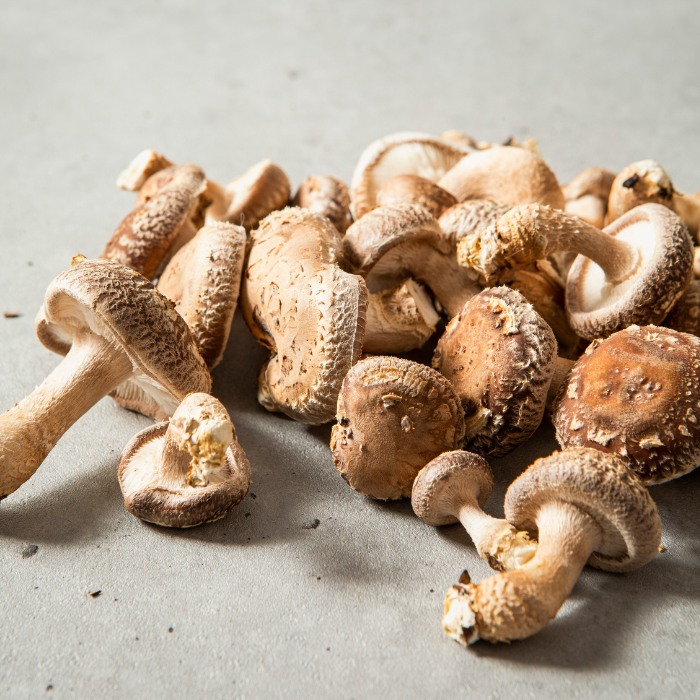 Shiitaké – Lentinus edodes