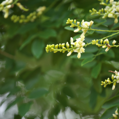 Quercétine issue de Sophora japonica