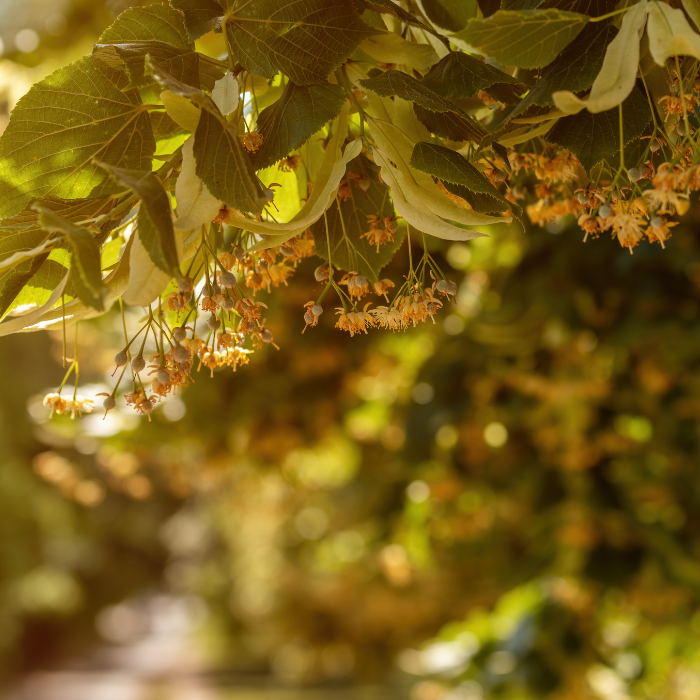 Tilleul bourgeon de feuille (Tilia tomentosa)