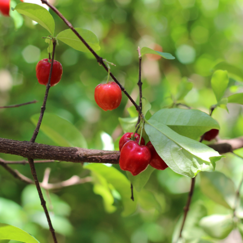 Vitamine C (Acerola)