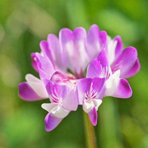 Poudre de racines d'Astragale