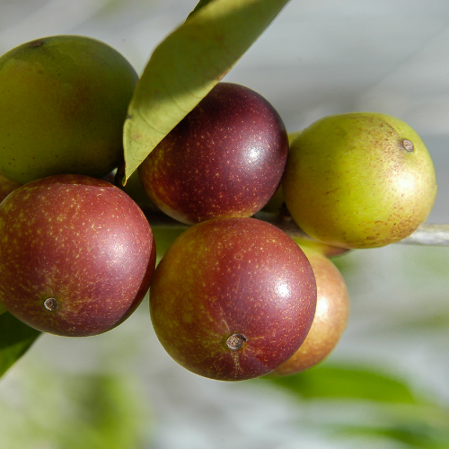 Vitamine C extraite du Camu Camu