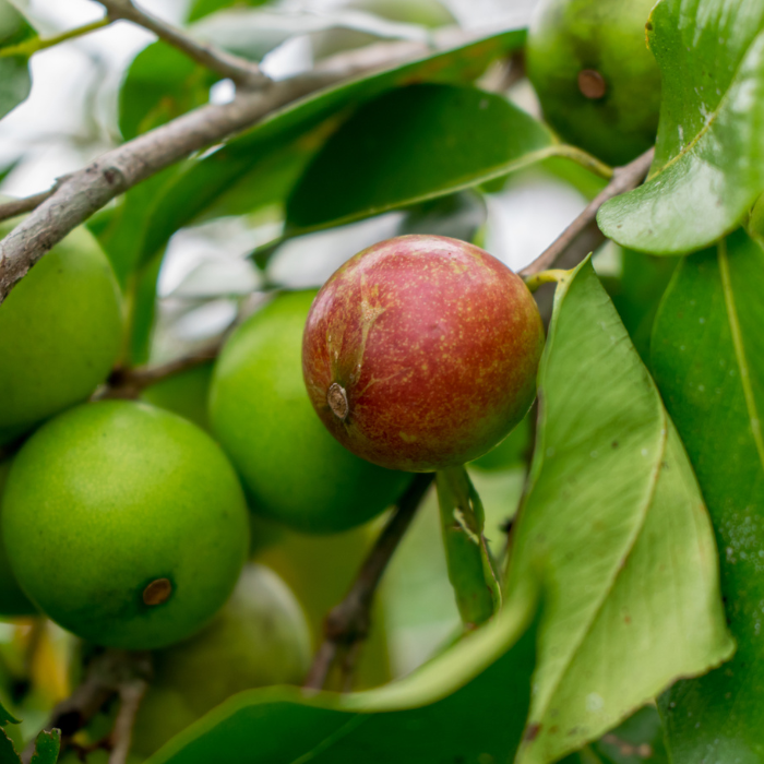 Camu-Camu (vitamine C naturelle)