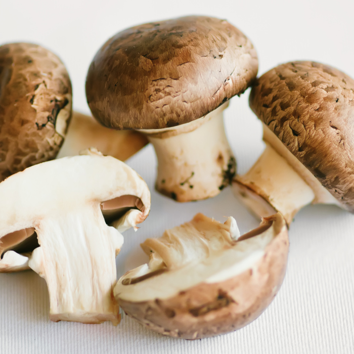 Champignon du soleil – Agaricus blazei