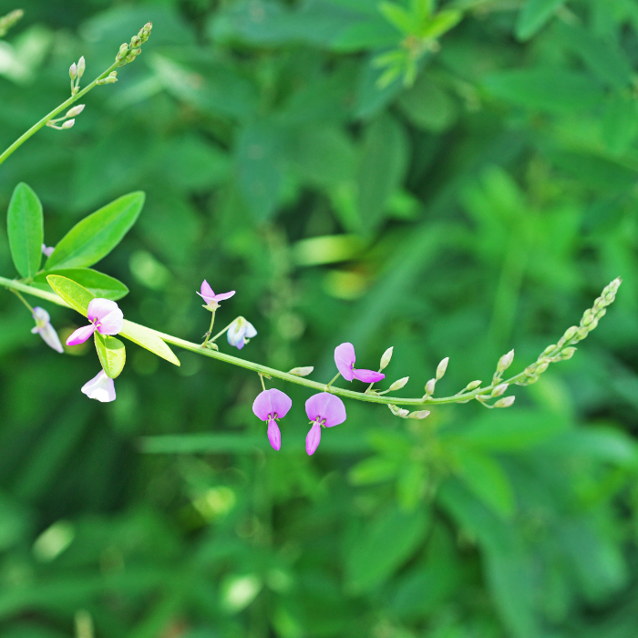 Desmodium