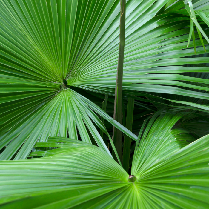 Palmier nain (Saw Palmetto)