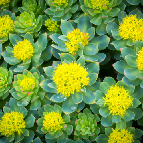 Rhodiola Roséa