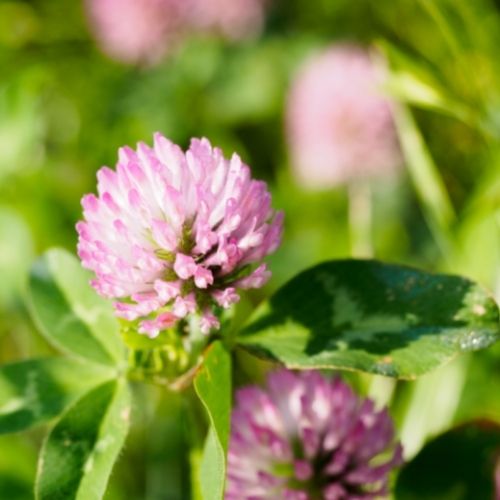 Trèfle rouge (Trifolium pratense)